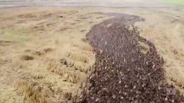 10 Тысяч уток "зачистили" рисовое поле в Таиланде смотреть онлайн
