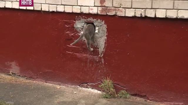 Семейство кошачьих поселилось в подвале многоэтажки Автозаводского района смотреть онлайн