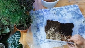 Пересадка калатей. Адаптация . Грунт. Процесс от и до.