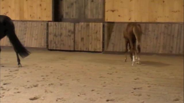 Magnolia B смотреть онлайн