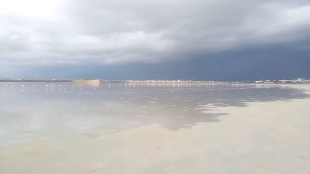 Фламинго на Кипре. Ларнака смотреть онлайн