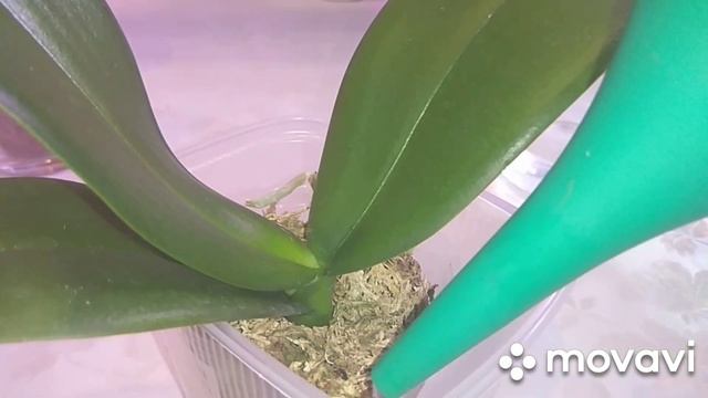 Орхидеи почтой.Что делаю после получения.Первый полив.