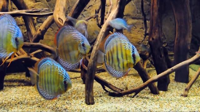190g Wild Discus Biotope, Take II смотреть онлайн