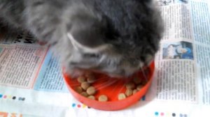 Кошка и корм Purina Cat Chow