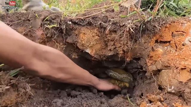 6 Brave Hunters With Pitbull Dog Confront 2 Giant Ferocious Pythons To Save The Girl, Wild Hunter T смотреть онлайн