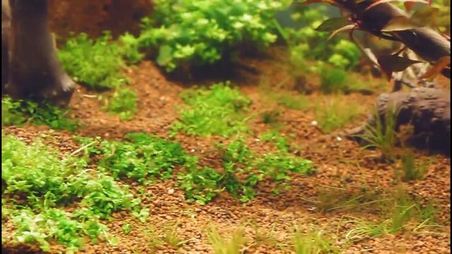 Micranthemum Monte Carlo planting and 30 days growing смотреть онлайн