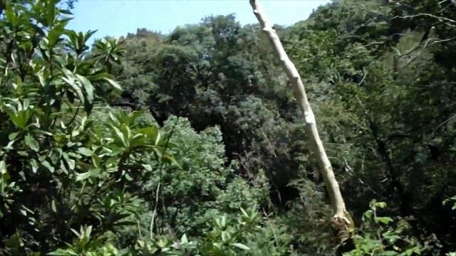 Тисо-самшитовая роща. Сочи. В лабиринте . Часть 1. #тисосамшитоваяроща #sochi #ahun #samshit смотреть онлайн