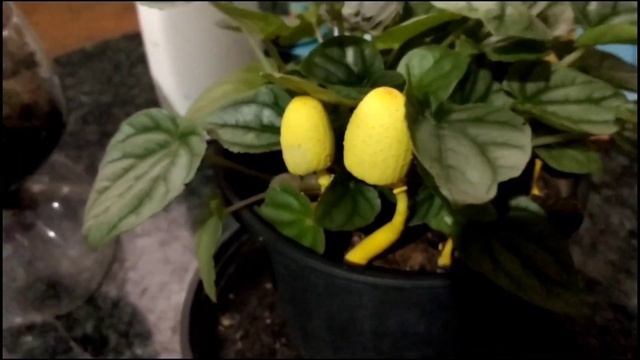 Como nasceram isso aí?. #plants #cogumelos #peperomia смотреть онлайн
