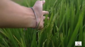 Прости меня, мама