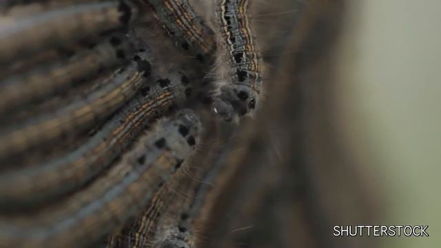 Гусеницы непарного шелкопряда. Сток. Ссылка для скачивания в описании смотреть онлайн