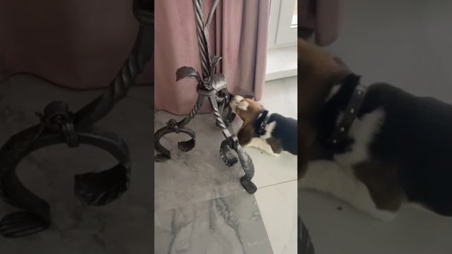 Лунка грызёт металл. смотреть онлайн