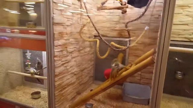 VLOG: Зоомагазин! Рыбки! Птички! Кролики! Влог | Златуня смотреть онлайн