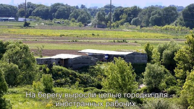 Как убивают реки в Подмосковье. Река Рожайка в Домодедово смотреть онлайн