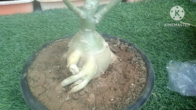 Easy way to graft adenium смотреть онлайн