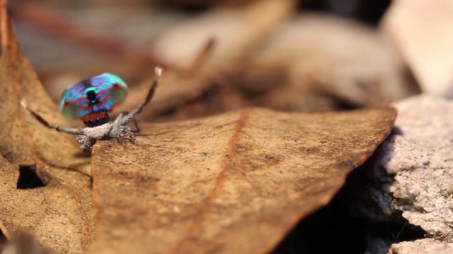 Peacock Spider "Stayin' Alive" смотреть онлайн