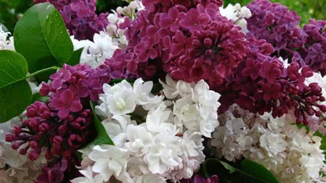 СИРЕНЬ исп и муз К Коноплев сл О Коноплева смотреть онлайн