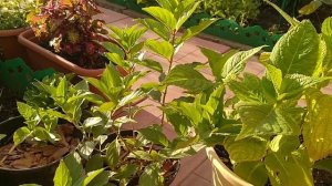 ГОРТЕНЗИИ КРУПНОЛИСТНАЯ УХОД ЛЕТОМ . ПОДКОРМКА ГОРТЕНЗИЙ . ЛЕЧЕНИЕ ГОРТЕНЗИЙ ОТ ХЛОРОЗА .