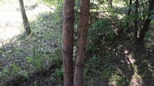 Что будет, если на даче посадить сосны. Плюсы и минусы