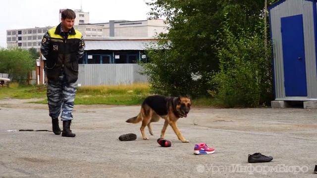 Тренировка инспектора-кинолога Дмитрия Сухотина и овчарки Дэзи смотреть онлайн