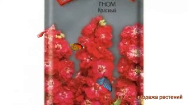 Левкой обыкновенный Гном Красный (gnom-krasnyy) ? обзор: как сажать, семена левкоя Гном Красный смотреть онлайн