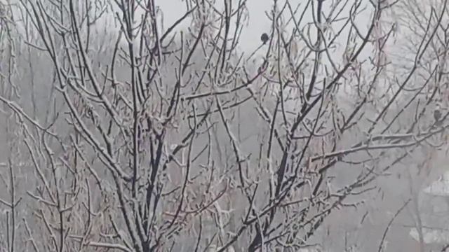 СНЕЖНЫЙ ДЕНЬ❄Снегири на ветках,будто фонари?Прекрасная музыка для души ? РЕЛАКС ВИДЕО #снегопад смотреть онлайн