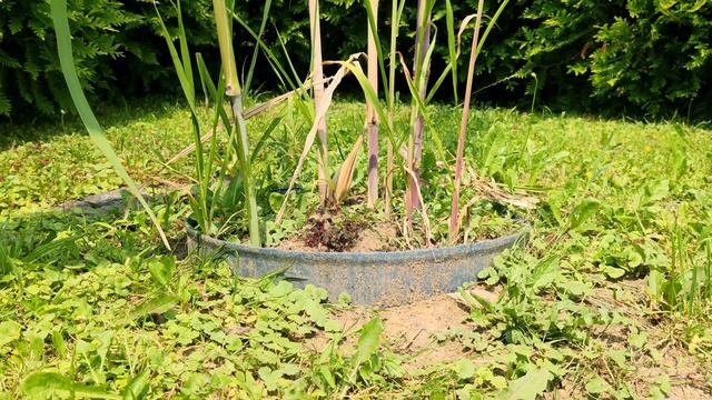 #226 Jak Rosną Największe Miskanty Na świecie? Miscanthus Lutarioriparius Vs Miscanthus Giganteus!