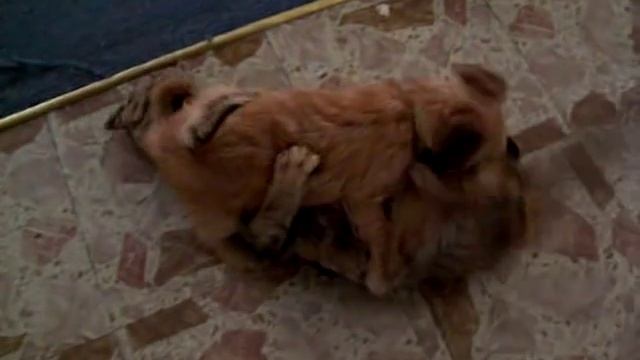 Cat Dog 69 смотреть онлайн