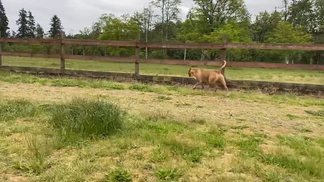 German Shepherd Attacks Pitbull [OFF LEASH PARK] @ejaynsilver смотреть онлайн