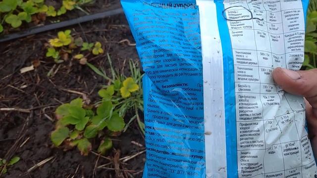 Хлороз клубники. Проблема? - да. Решаемо?- ДА!