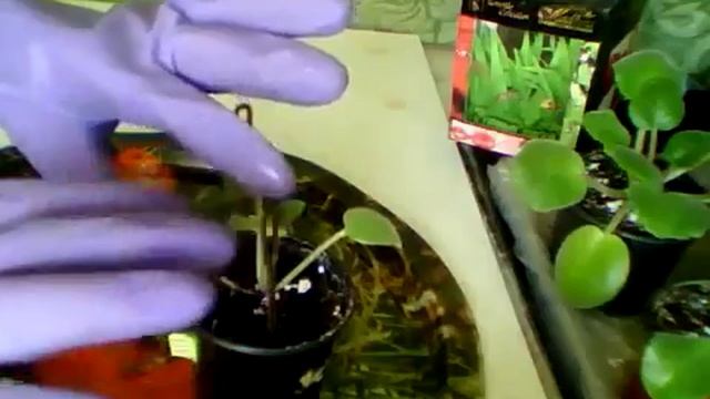 31 Фиалка Neptune's Jewels Драгоценные камни Нептуна смотреть онлайн