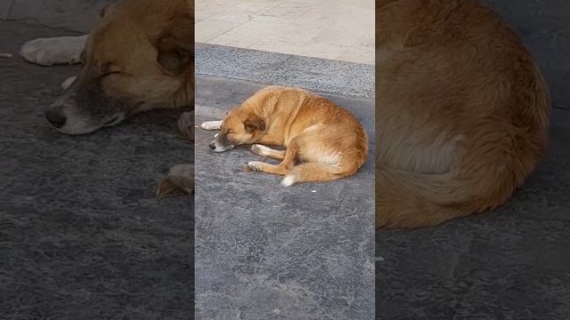 Египетские псы#cat #funnycats #funnyshorts #kitten #dogs смотреть онлайн
