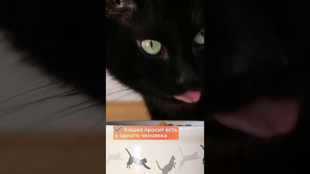 Как понять, что кошка привязалась к хозяину? #shorts #коты смотреть онлайн