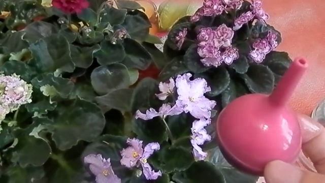 КАК ЧАСТО Я ПОЛИВАЮ ФИАЛКИ И КАК ОПРЕДЕЛЯЮ ЧТО ЕЕ НУЖНО ПОЛИТЬ !!! смотреть онлайн