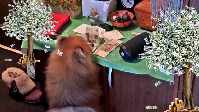 ПОМЕРАНСКИЙ ШПИЦ ВОРУЕТ ДЕНЬГИ смотреть онлайн