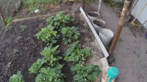 Клубника и секретное удобрение азофоска,вот это разница!