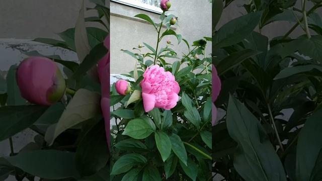 ?Первый день лета//цветёт пион ? смотреть онлайн