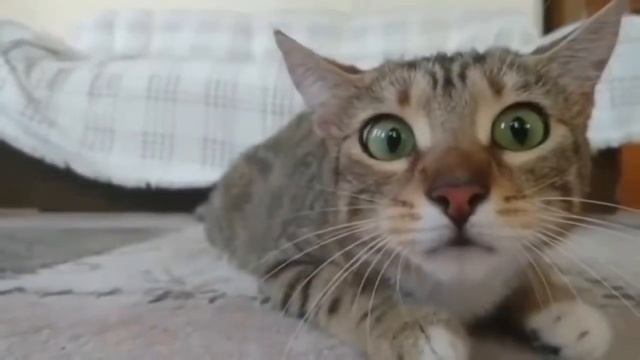 СМЕШНЫЕ ФОТО КОТОВ. ПОДБОРКА ФОТО МИЛЫХ И СМЕШНЫХ КОТОВ И КОШЕК. смотреть онлайн