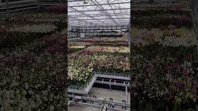 Phalaenopsis Ter laak. How it's working смотреть онлайн