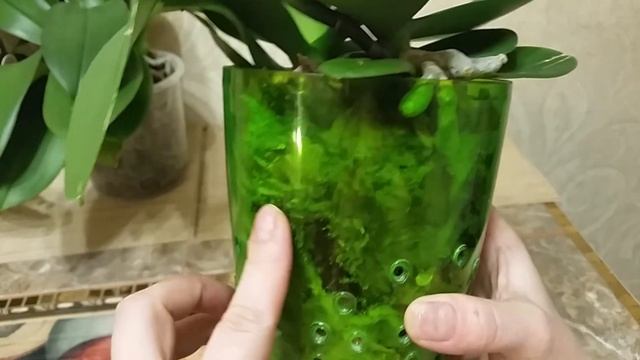 Уценка Дикий кот и апрельский обзор моих орхидей смотреть онлайн