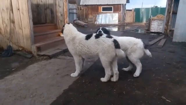 "СТРАЖ СИБИРИ" подрощенные щенки САО)))ПРОДАЮТСЯ!!!))) смотреть онлайн