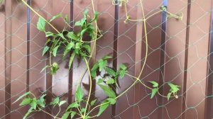 Клематис Тангутский "Радар любви" выращенный из семян, растение через 5 месяцев после посева семян