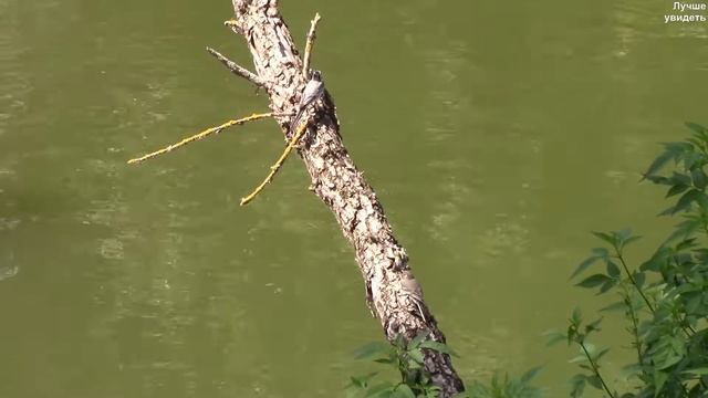 Трясогузка кормит птенцов стрекозами || Wagtail feeds chicks with dragonflies смотреть онлайн