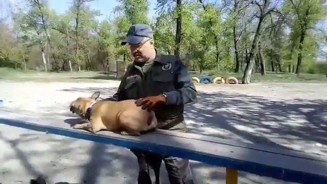 Дрессировка французский бульдог. смотреть онлайн