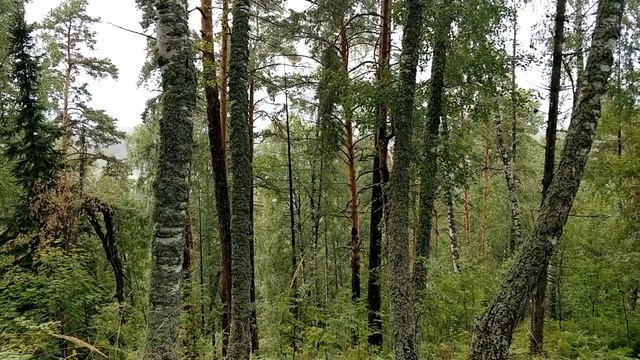 Туман в горах | Туманный лес | Естественная среда России смотреть онлайн