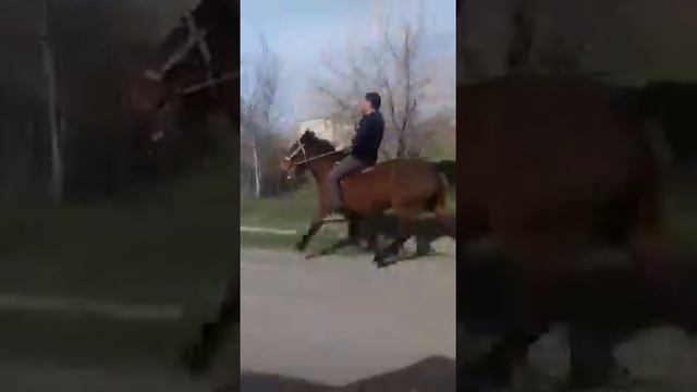 Иноходец Гардабанский! Gardabani pacer! Gardabani yorha! смотреть онлайн