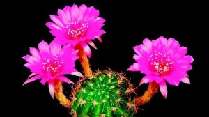 Цветы и бутон розового кактуса.  Как растет, цветет и распускается. | Таймлапс | Ускоренная съемка