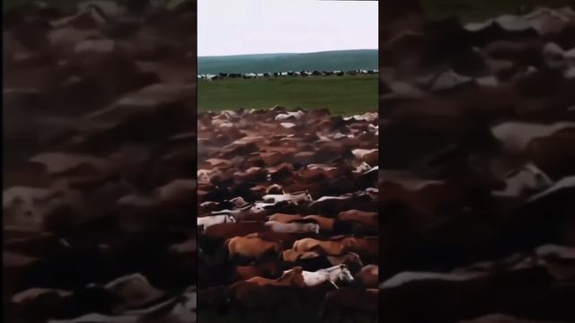 #детейлинг #автомобили #удалениевмятинбезпокраски #бронированиеавто