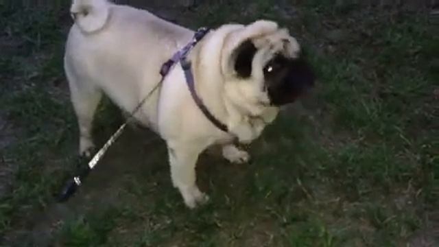 Мопс и травка)))) смотреть онлайн