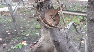 Крыса в капкане