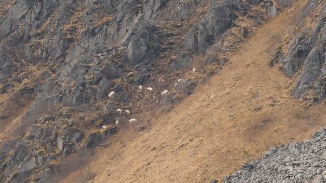 Krimsons Kodiak Brown Bear Hunt смотреть онлайн